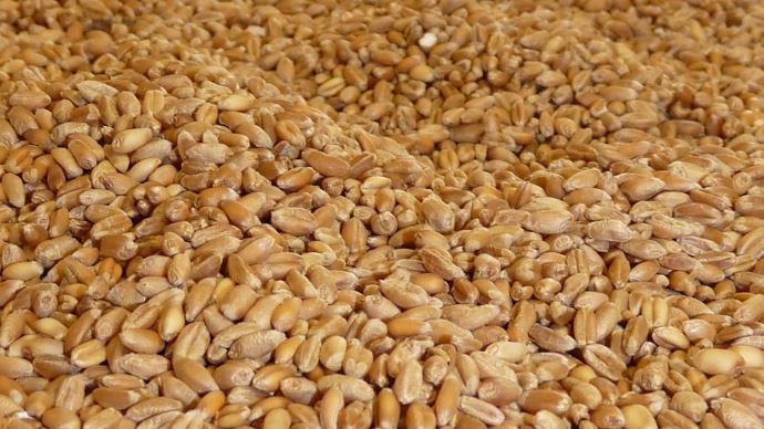 Grains de blé