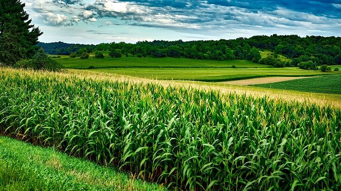 Les cours du maïs et du soja cotés à Chicago ont progressé vendredi après l'annonce d'un accord entre Pékin et Wshington