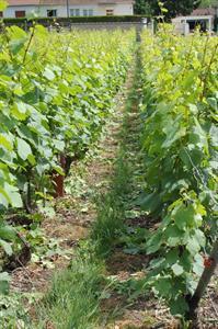 vignoble