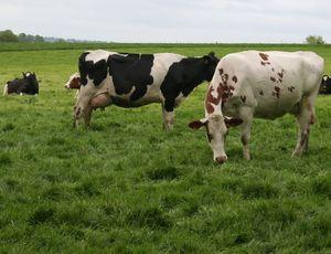 Vaches en pâture - © Web-agri.fr