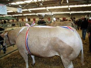 Grand prix de championnat génisses Lezay 2009 pour l'Earl La Picardie de Juscorps (Deux-Sèvres), avec cette génisse blonde d'Aquitaine de 3 ans, d'environ 670 kg. (© Acti Ouest pour Terre-net Média)