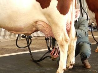 Montbéliarde à la traite - Derniers préparatifs la veille d'Eurogénétique 2009 - Copyright Web-agri, Terre-net Média