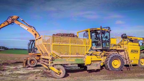 Vidéo : déterrage de pommes de terre à fécule en Ropa