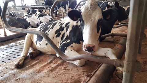 Les vaches au frais Les vaches au frais