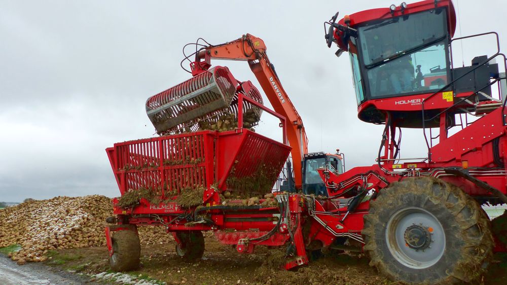  Holmer Terra Felis 3 : un étage au-dessus