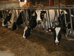 acide linoléique taux butyreux vache lin