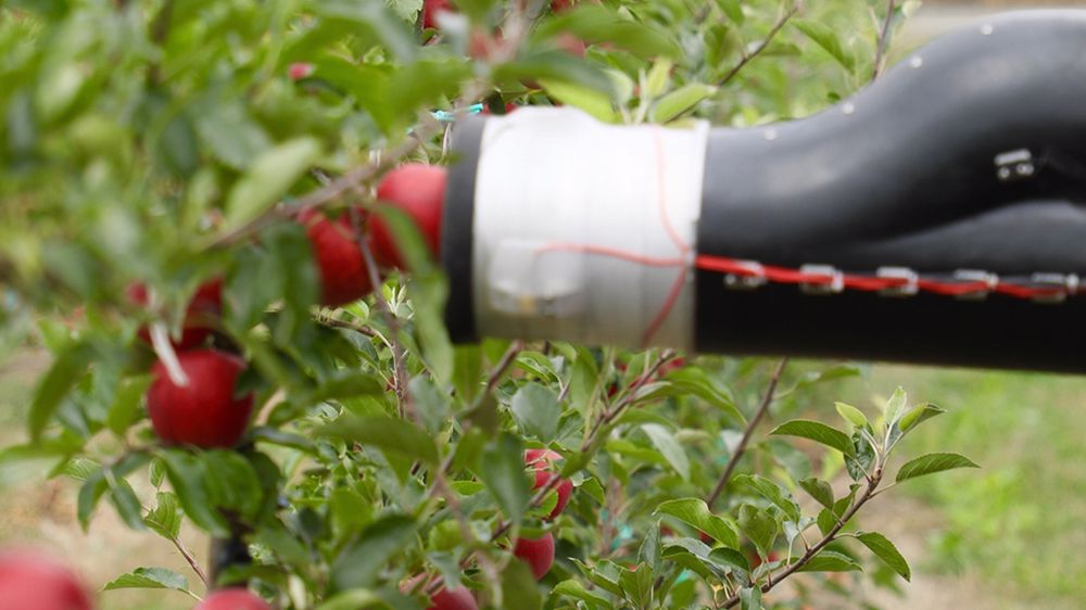 Bras robotisé de cueillette de pomme Bras robotisé de cueillette de pomme