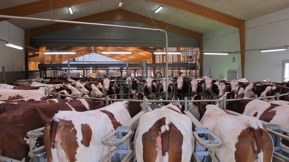 Le manège rotatif de marque GEA, installé au bout du bâtiment d’élevage, accueille 32 vaches en traite par l’arrière. Le manège rotatif de marque GEA, installé au bout du bâtiment d’élevage, accueille 32 vaches en traite par l’arrière.