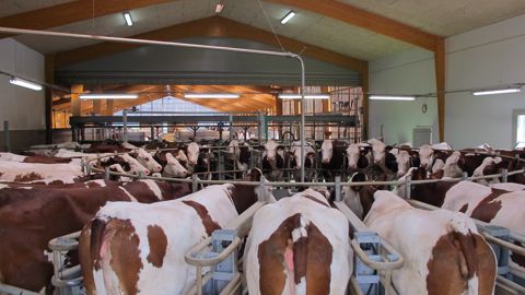 Le manège rotatif de marque GEA, installé au bout du bâtiment d’élevage, accueille 32 vaches en traite par l’arrière. Le manège rotatif de marque GEA, installé au bout du bâtiment d’élevage, accueille 32 vaches en traite par l’arrière.