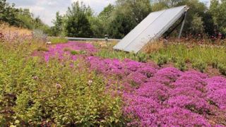 Une règle professionnelle pour des toitures végétalisées et écologiques