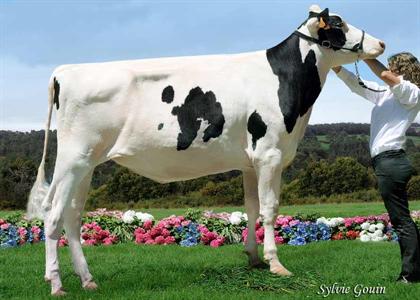 BH-Elie (p. Artiste) au Gaec Hastania-Xutik Bringue Holstein (Pyrénées-Atlantiques), Championne Genisses