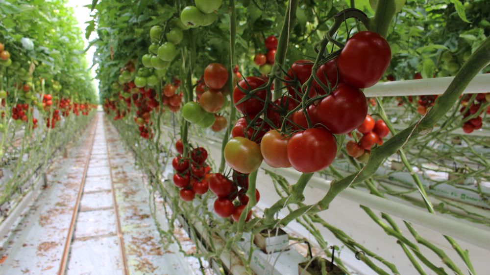 Aisprid va cueillir des tomates Aisprid va cueillir des tomates