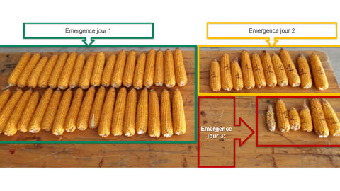 Precision Planting - Chaque graine compte Precision Planting - Chaque graine compte