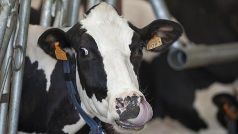 Des situations encore critiques dans les élevages de bovins