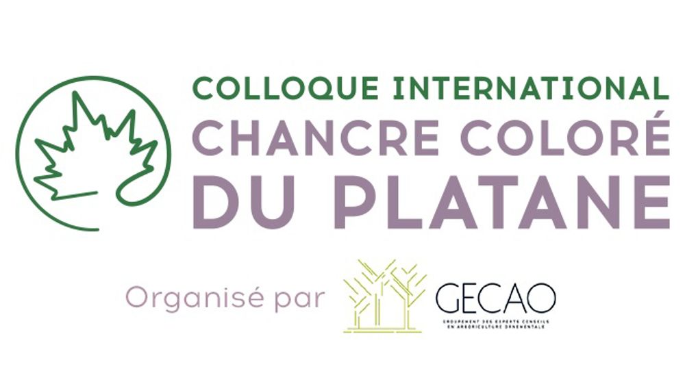Un colloque international sur le chancre coloré du platane en septembre