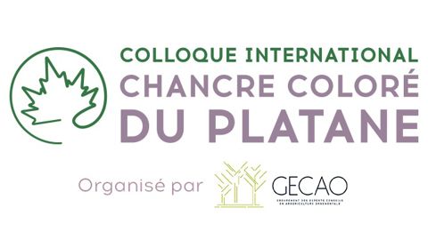 Un colloque international sur le chancre coloré du platane en septembre Un colloque international sur le chancre coloré du platane en septembre