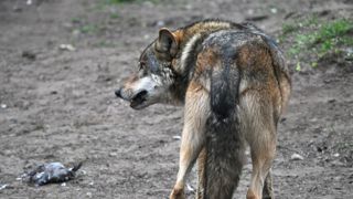 Pour son départ, la préfète reçoit une queue de loup Pour son départ, la préfète reçoit une queue de loup