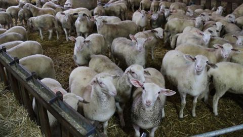 Forte hausse des exportations d’agneaux Forte hausse des exportations d’agneaux