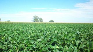 Les agriculteurs argentins font la grève des ventes Les agriculteurs argentins font la grève des ventes