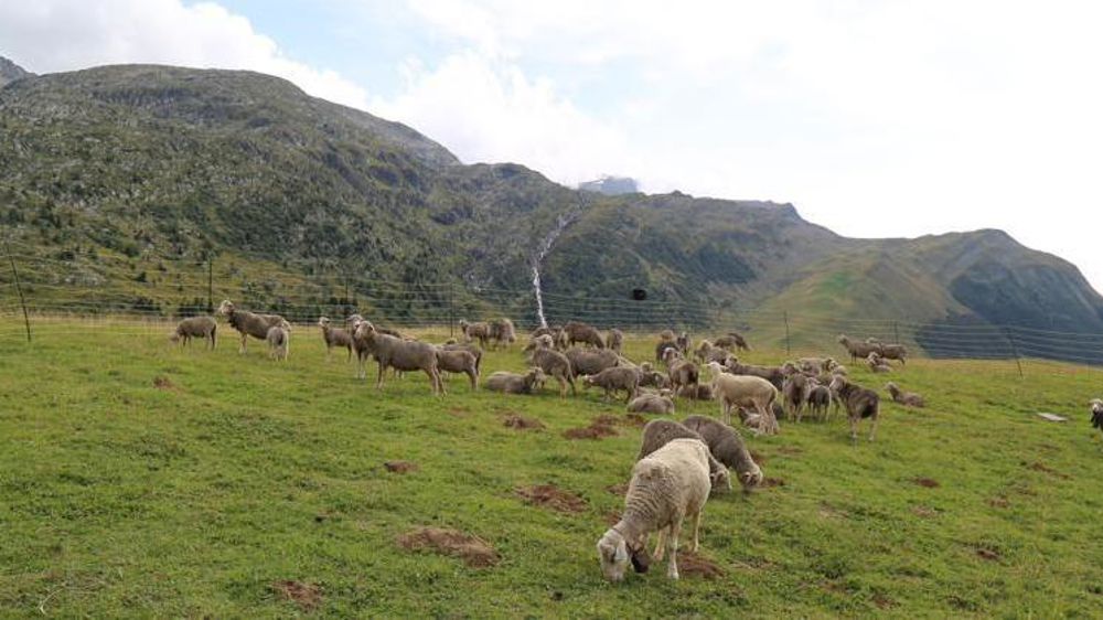 Le préfet abandonne les antidépresseurs pour brebis