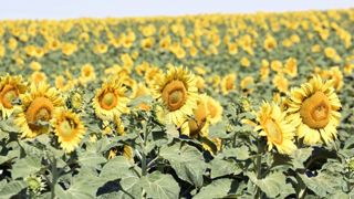 100 000 ha de tournesol à produire en plus d’ici à 2022 100 000 ha de tournesol à produire en plus d’ici à 2022