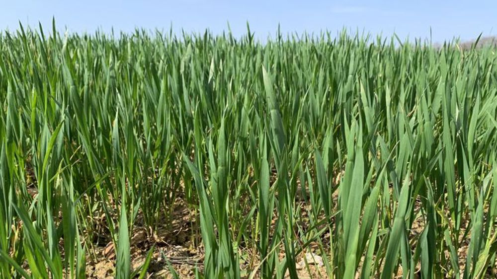 Le stade épi 1 cm progresse
