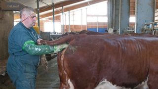 Les coopératives d’insémination restent en activité Les coopératives d’insémination restent en activité