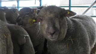 Les agneaux de Pâques dans le viseur de Welfarm Les agneaux de Pâques dans le viseur de Welfarm
