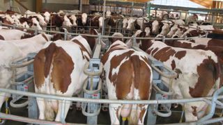 352 €/1 000 litres pour les producteurs européens 352 €/1 000 litres pour les producteurs européens