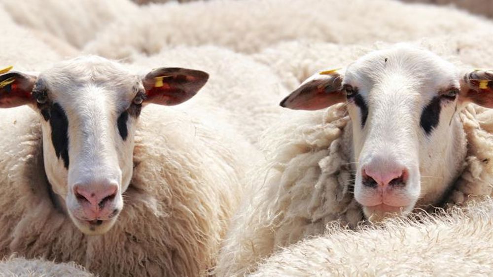 Le confinement n’arrête pas les voleurs