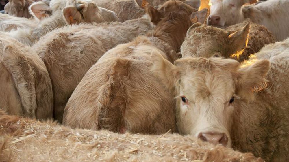 La demande italienne ne fléchit pas