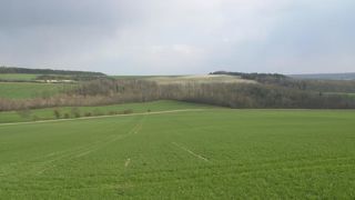 Les orges d’hiver ont dépassé le stade épi 1 cm Les orges d’hiver ont dépassé le stade épi 1 cm