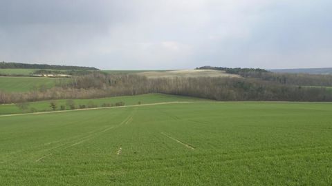 Les orges d’hiver ont dépassé le stade épi 1 cm Les orges d’hiver ont dépassé le stade épi 1 cm