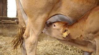 Les cahiers des charges des signes de qualité s’adaptent à la crise Les cahiers des charges des signes de qualité s’adaptent à la crise