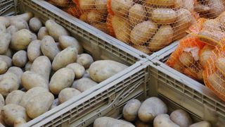 La pomme de terre dans la tourmente La pomme de terre dans la tourmente