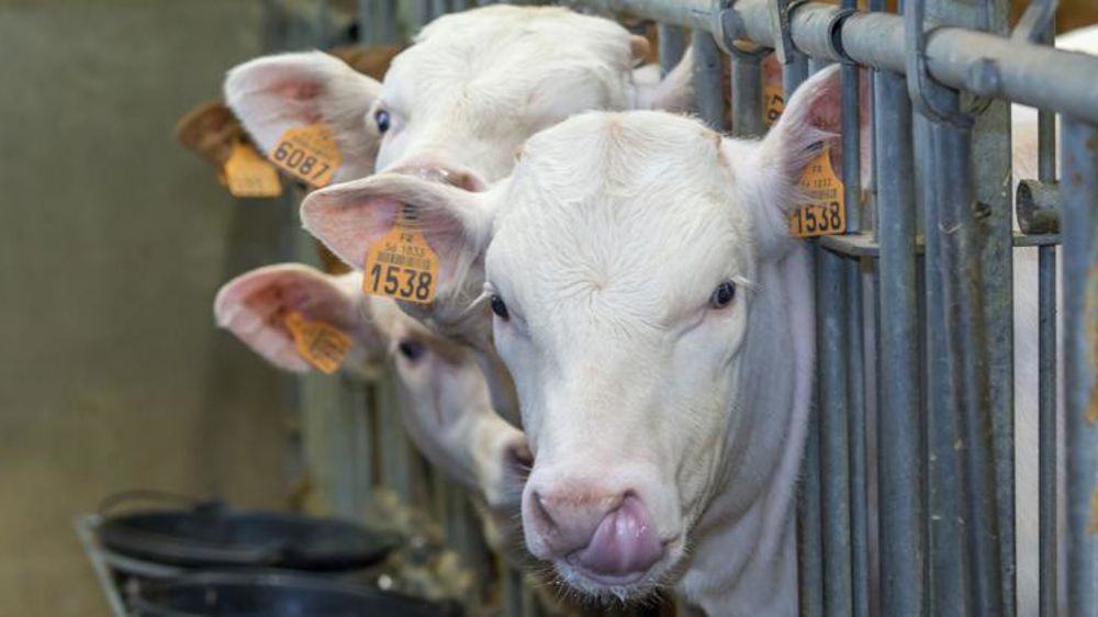 Les retards d’abattage de veaux laissent des traces