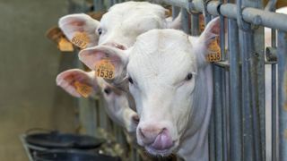 Les retards d’abattage de veaux laissent des traces Les retards d’abattage de veaux laissent des traces
