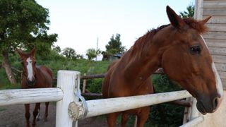 Les visites sont autorisées pour nourrir son cheval Les visites sont autorisées pour nourrir son cheval