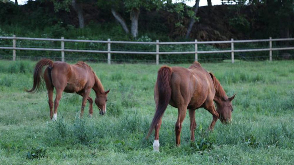 Les centres équestres demandent une date de reprise