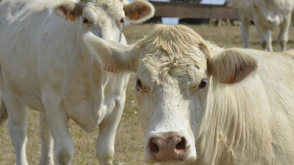 Les abattages de vaches se replient en mars