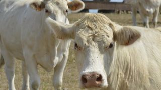 Les abattages de vaches se replient en mars Les abattages de vaches se replient en mars