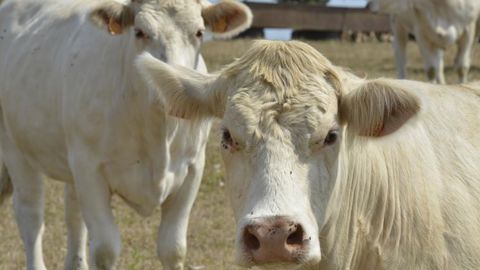 Les abattages de vaches se replient en mars Les abattages de vaches se replient en mars