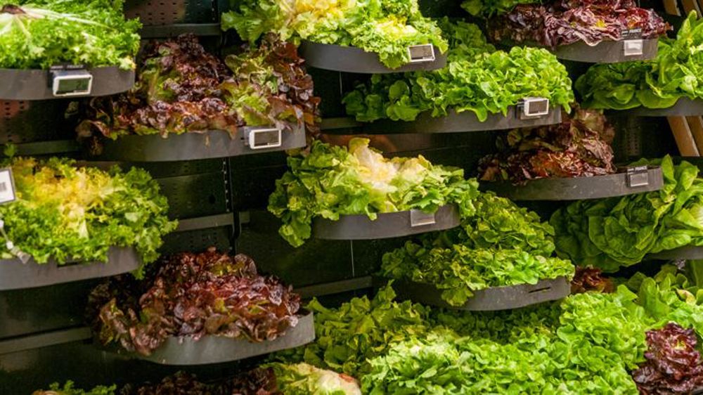 Laitue, une demande confinée