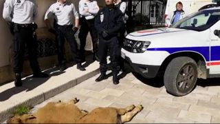 Un veau victime du loup déposé devant la préfecture Un veau victime du loup déposé devant la préfecture