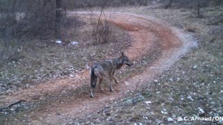 Un loup né en Savoie est retrouvé mort en Allemagne Un loup né en Savoie est retrouvé mort en Allemagne