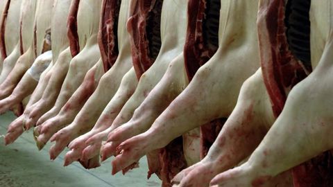 Plus de 100 cas de Covid-19 dans deux abattoirs Plus de 100 cas de Covid-19 dans deux abattoirs