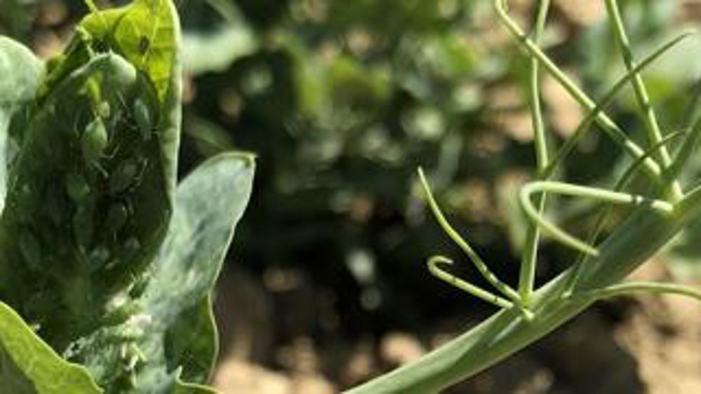 Les ravageurs font du dégât