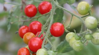 Les tomates cerises en « crise conjoncturelle » Les tomates cerises en « crise conjoncturelle »