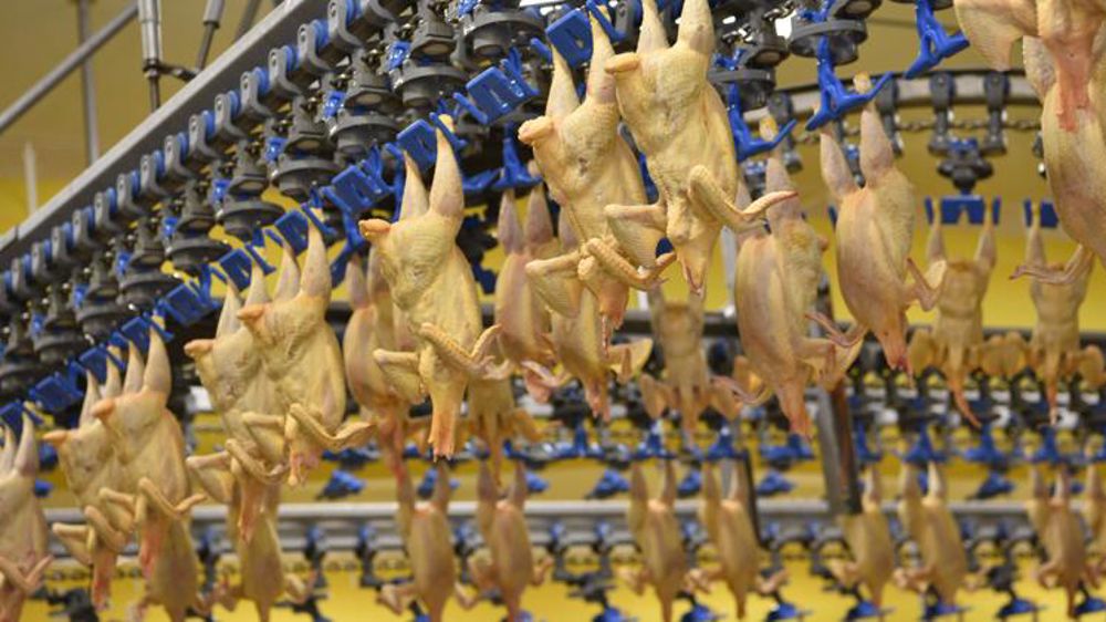 LDC négocie le rachat des volailles Ronsard