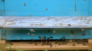 Des abeilles connectées Des abeilles connectées